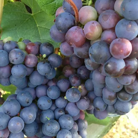 Maison Du Guit 3* Viella (Gers)